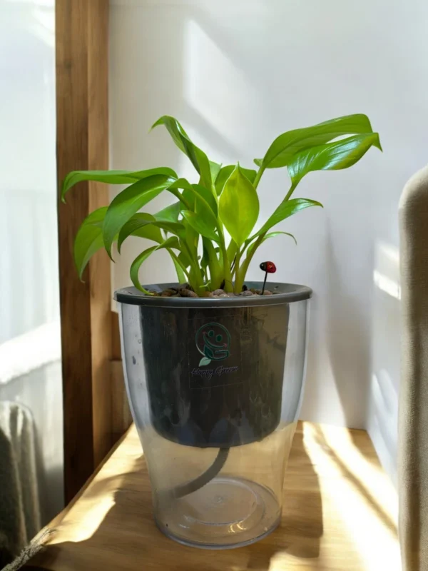 Homalomena