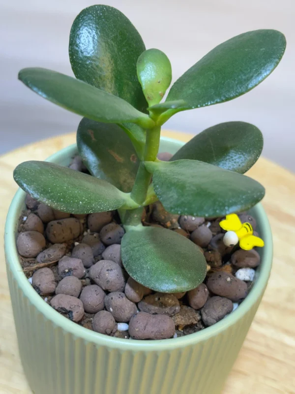 Jade Plant - Image 3