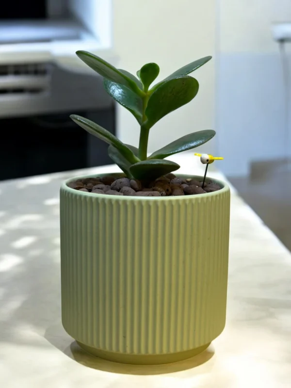 Jade Plant