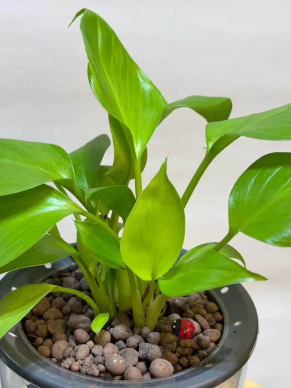 Homalomena - Image 2